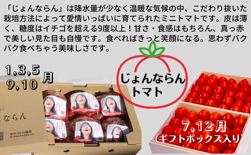 モリヒロ園芸が育てたお花とトマトの定期便（年間11回） 植物 瀬戸内 温暖 気候 鉢花 ギフト 記念日