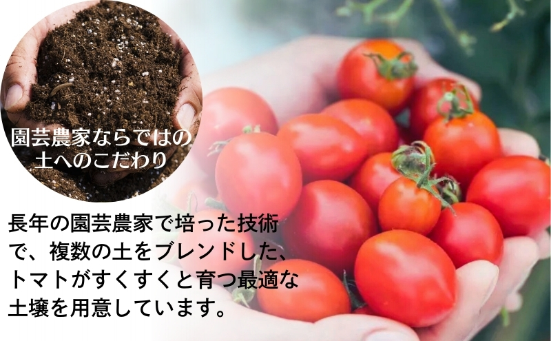 モリヒロ園芸が育てたじょんならんトマトの定期便B　約270g×12個入り（年間11回） 野菜 ミニトマト 甘い フルーツ サラダ
