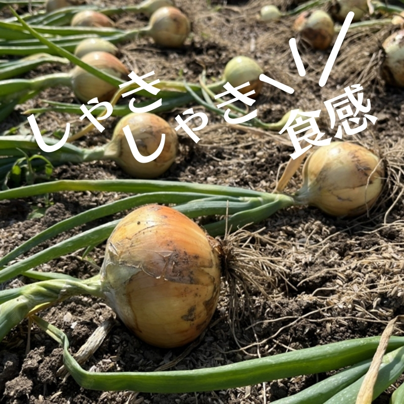 極早生玉ねぎ 約10kg