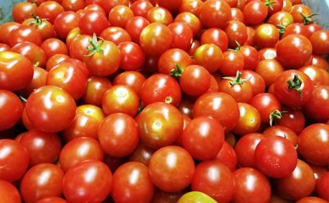 カラダに優しい「乳酸菌入り ミニトマト2kg」