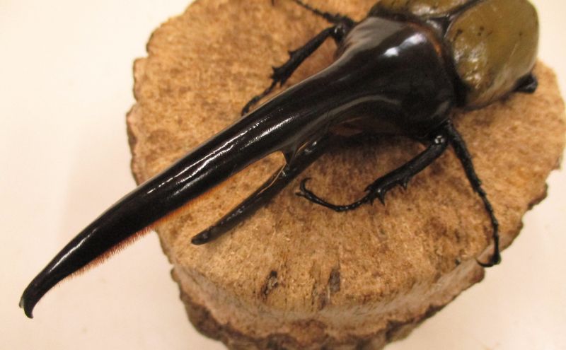 ヘラクレスオオカブト♂１３０ミリ前後・♀お任せ