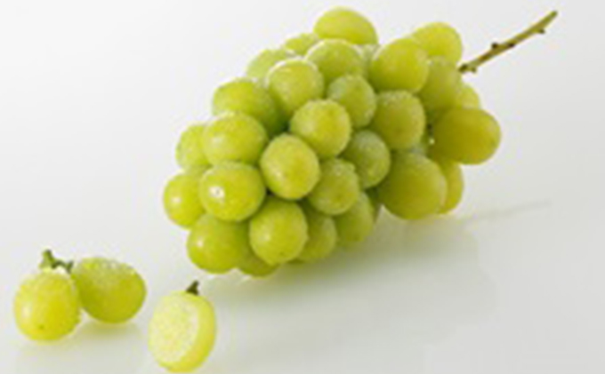 極上シャインマスカット　大房1房化粧箱入り 果物 ぶどう フルーツ