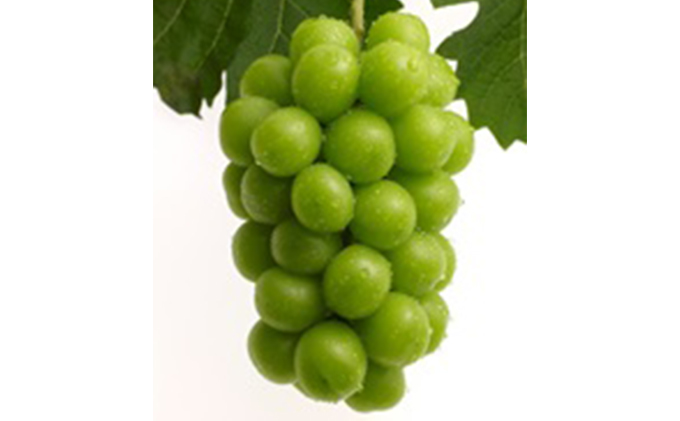 極上シャインマスカット　2房化粧箱入り 果物 ぶどう フルーツ