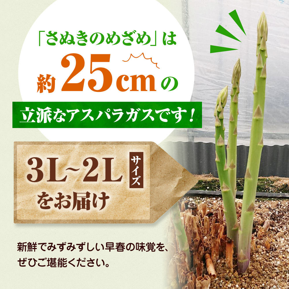 アスパラガス【さぬきのめざめ】3L・2Lサイズ1kg