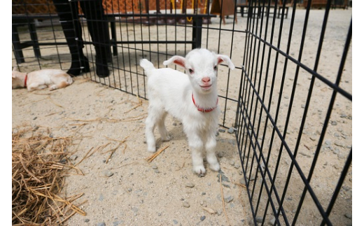 白鳥動物園（一家族5名様まで）チケット