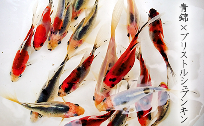 希少種！長物4種4匹セット