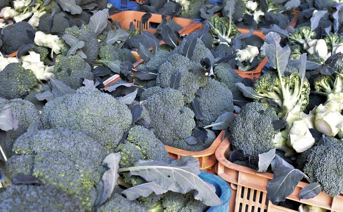 ふじもとファームの新鮮ブロッコリー　約1.8kg（6～8個）