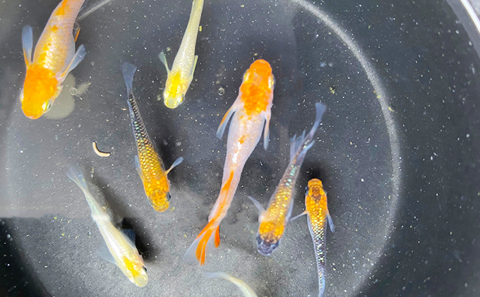 菊まるめだかの【超美人めだか３種セット】計24匹