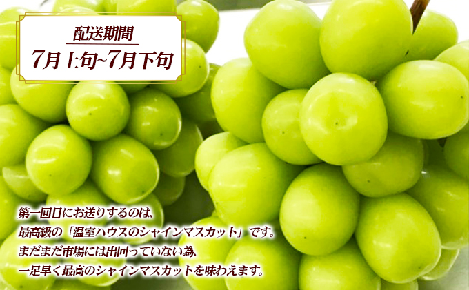 讃岐のシャインマスカット3ヶ月定期便