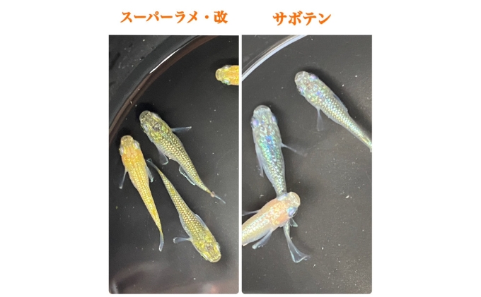菊まるめだかの【ラメラメめだか３種セット】計15匹