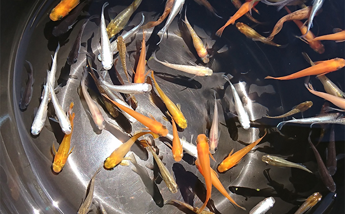 東かがわ市産　改良メダカ【A】②4種各6匹合計24匹