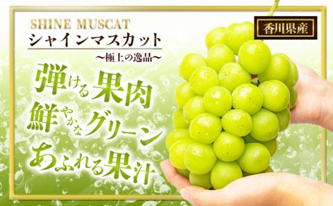 瀬戸内のシャインマスカット　2房（約1.1kg） マスカット 葡萄 ぶどう ブドウ フルーツ 果物 くだもの 果実 旬の果物 旬のフルーツ 贈答用 ギフト プレゼント 香川 香川県 東かがわ市