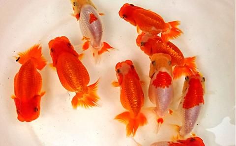 金魚の王様【らんちゅう】（鑑賞・練習用）