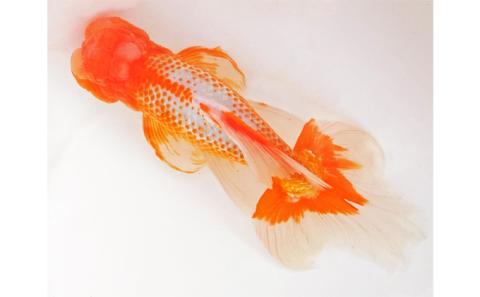 金魚「日本オランダ獅子頭 」E