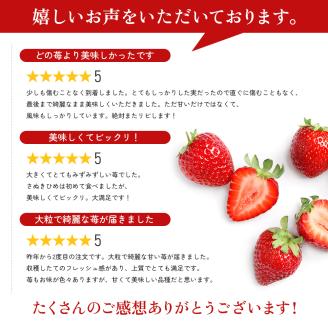 いちご 香川県オリジナル品種 さぬきひめ 1kg 香川県産 苺 イチゴ フルーツ 果物 くだもの 旬のフルーツ 旬の果物 大粒 採れたて 冷蔵 香川 香川県 東かがわ市