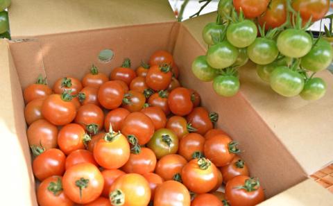 プチッと美味しい！「乳酸菌入り ミニトマト1kg」初物 野菜