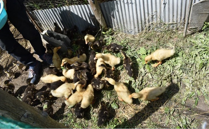 香川県産コシヒカリ（玄米 3kg）玄米 お米