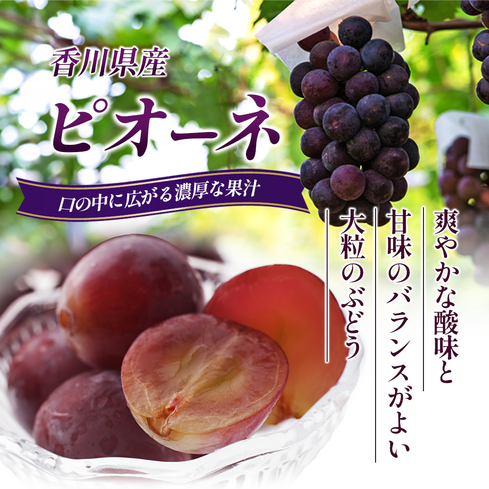 ハウスピオーネ 大房 3～6房 2kg 化粧箱 黒い真珠 ピオーネ 