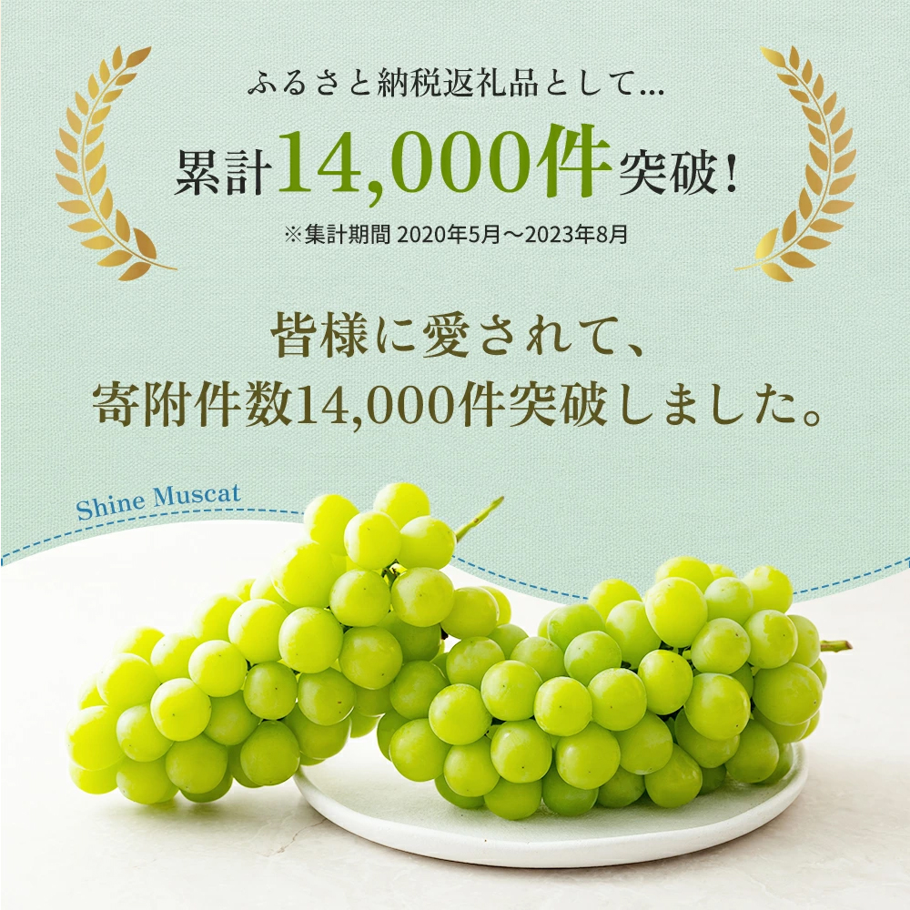 「9月30日までの食卓応援品」  シャインマスカット  2房～5房（約2kg） 家庭用 マスカット 葡萄 ぶどう ブドウ フルーツ 果物 くだもの 果実 旬の果物 旬のフルーツ 香川 香川県 東かがわ市