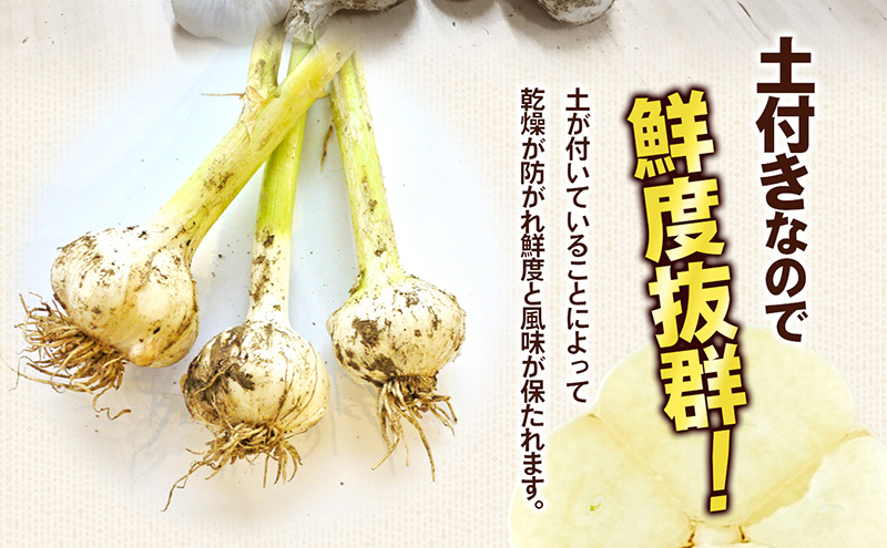 鮮度抜群！土付きにんにく 約10kg 野菜 野菜セット ニンニク