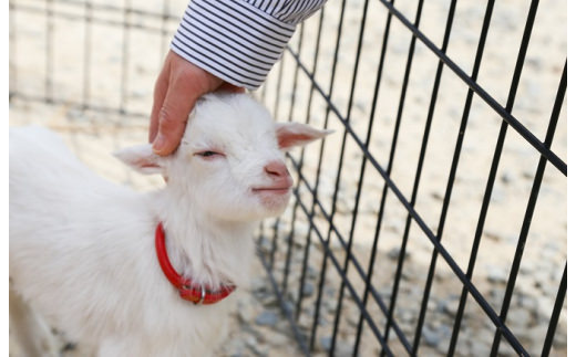 白鳥動物園（一家族5名様まで）チケット