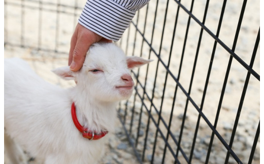 白鳥動物園（ペア）チケット