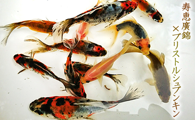 希少種！長物4種4匹セット