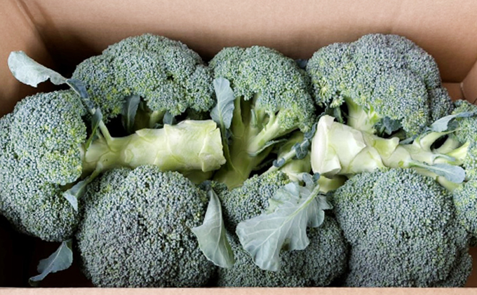 ふじもとファームの新鮮ブロッコリー　約1.8kg（6～8個）