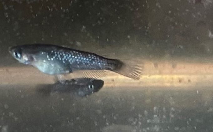 菊まるめだかの【イチオシめだか３種セット】計24匹