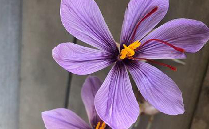 【Seto SAFFRON SYRUP】瀬戸サフランシロップ（130g）