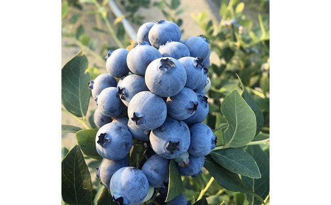 海のキレイな街で育ったブルーベリーワイン