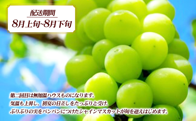 讃岐のシャインマスカット3ヶ月定期便