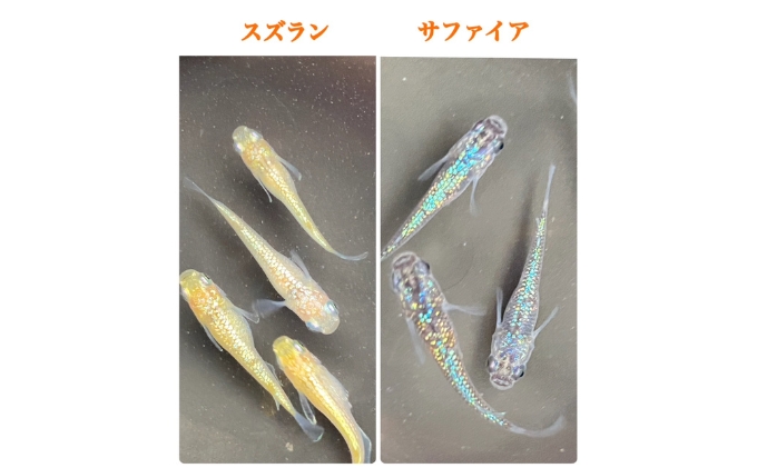 菊まるめだかの【ラメラメめだか３種セット】計15匹