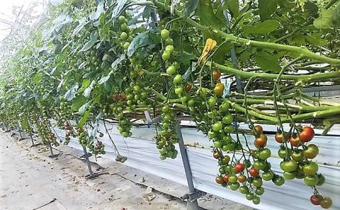 カラダに優しい「乳酸菌入り ミニトマト3kg」初物 野菜