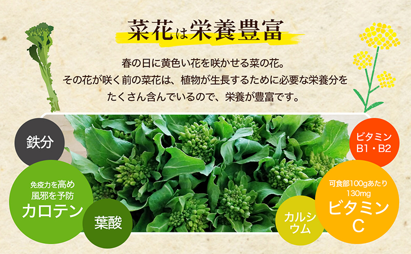 冬から春が旬の「菜花(菜の花)」1.2kg 地域のお礼の品 カタログ