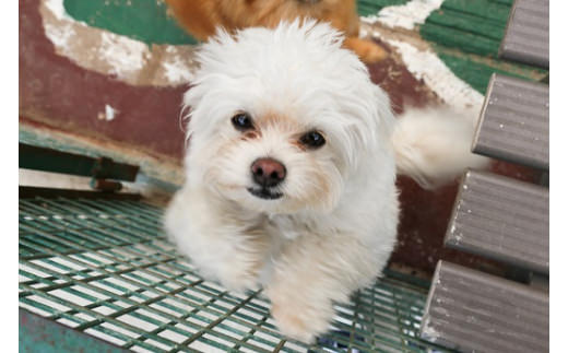 白鳥動物園（ペア）チケット