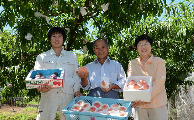 桃 瀬戸の天使 しずる桃 5～9玉 3kg 旬の桃 もも モモ ピーチ フルーツ 果物 くだもの 果実 旬の果物 旬のフルーツ 香川 香川県 東かがわ市