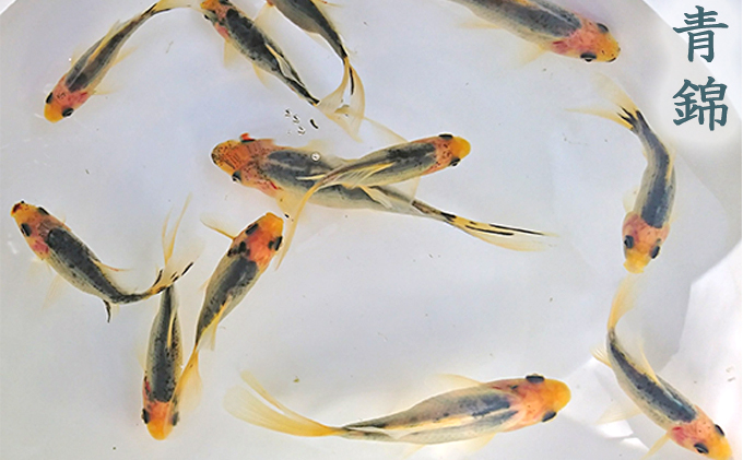 希少種！長物4種4匹セット