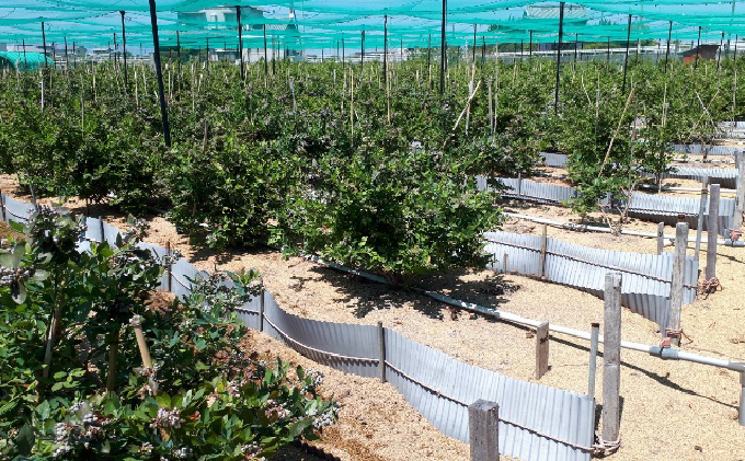 Lucaho Farm ブルーベリー（発送2025年6月～）