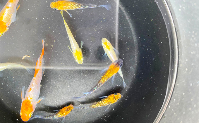 菊まるめだかの【超美人めだか３種セット】計24匹