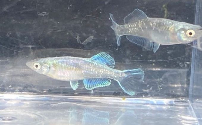 菊まるめだかの【イチオシめだか３種セット】計24匹