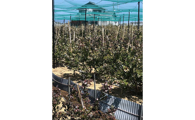 海のキレイな街で育ったブルーベリーワイン