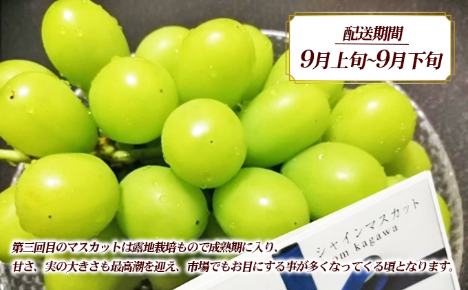 讃岐のシャインマスカット3ヶ月定期便