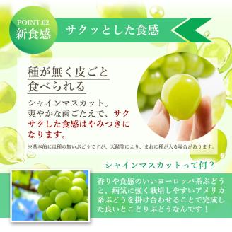 ハウスシャインマスカット 2～5房 2kg 化粧箱 極上 シャインマスカット マスカット 葡萄 ぶどう ブドウ フルーツ 果物 果実 旬の果物 旬のフルーツ ギフト プレゼント 香川 香川県 東かがわ市