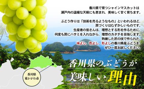 極上 シャインマスカット 大房 2房 1.2kg 化粧箱 マスカット 葡萄 ぶどう ブドウ フルーツ 果物 くだもの 果実 旬の果物 旬のフルーツ 贈答用 ギフト プレゼント 香川 香川県 東かがわ市