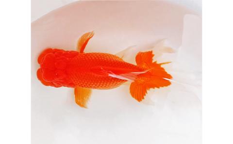 金魚「日本オランダ獅子頭 」E