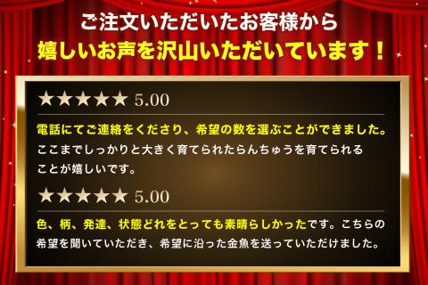 金魚の王様【らんちゅう】（鑑賞・練習用）