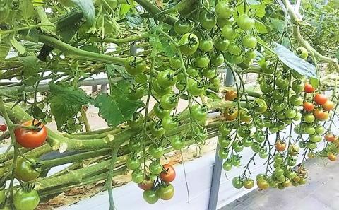 カラダに優しい「乳酸菌入り ミニトマト3kg」初物 野菜