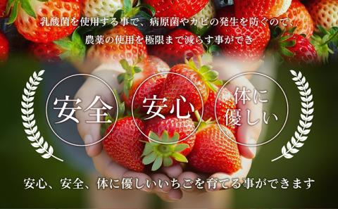 いちご はなまる農園 こだわりいちご さぬきひめ 1kg 香川県産 苺 イチゴ フルーツ 果物 くだもの 旬のフルーツ 旬の果物 香川 香川県 東かがわ市
