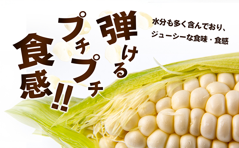 ホワイトコーン（ピュアホワイト）約2.5kg